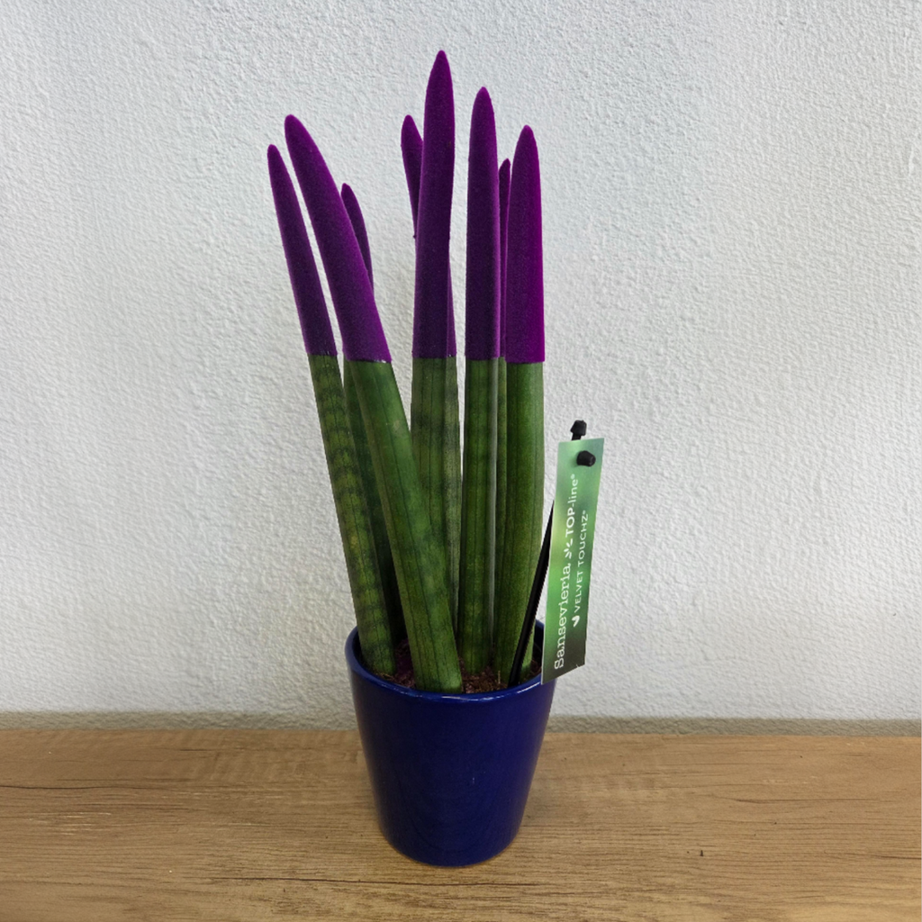 Sanseviera cilindrică - Sansevieria cylindrica - Înălţime 20-40cm - ⌀9cm