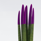 Sanseviera cilindrică - Sansevieria cylindrica - Înălţime 20-40cm - ⌀9cm