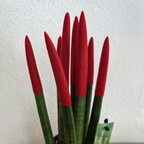 Sanseviera cilindrică - Sansevieria cylindrica - Înălţime 20-40cm - ⌀9cm