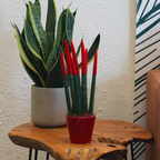 Sanseviera cilindrică - Sansevieria cylindrica - Înălţime 20-40cm - ⌀9cm