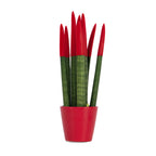 Sanseviera cilindrică - Sansevieria cylindrica - Înălţime 20-40cm - ⌀9cm