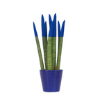 Sanseviera cilindrică - Sansevieria cylindrica - Înălţime 20-40cm - ⌀9cm