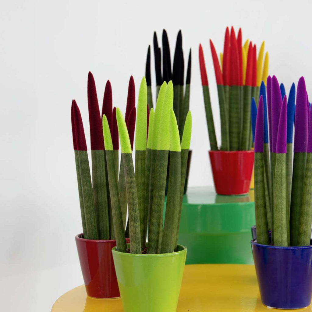 Sanseviera cilindrică - Sansevieria cylindrica - Înălţime 20-40cm - ⌀9cm