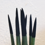 Sanseviera cilindrică - Sansevieria cylindrica - Înălţime 20-40cm - ⌀9cm