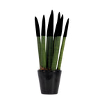 Sanseviera cilindrică - Sansevieria cylindrica - Înălţime 20-40cm - ⌀9cm