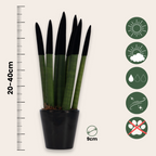 Sanseviera cilindrică - Sansevieria cylindrica - Înălţime 20-40cm - ⌀9cm