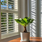 Palmier hawaian - Brighamia insignis - Înălțime 25-35cm - ⌀12cm