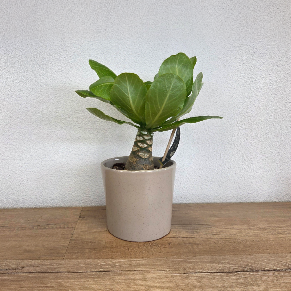 Palmier hawaian - Brighamia insignis - Înălțime 25-35cm - ⌀12cm