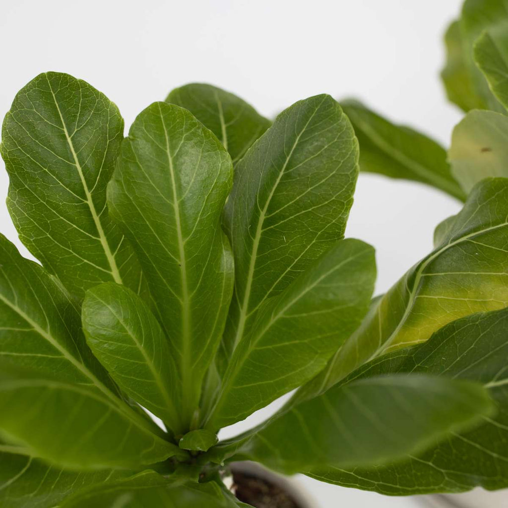Palmier hawaian - Brighamia insignis - Înălțime 25-35cm - ⌀12cm