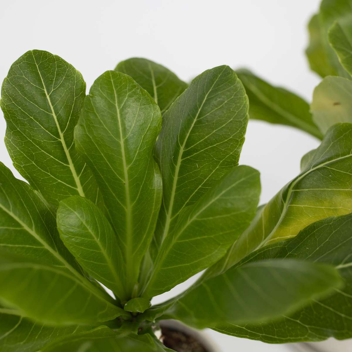 Palmier hawaian - Brighamia insignis - Înălțime 25-35cm - ⌀12cm
