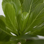 Palmier hawaian - Brighamia insignis - Înălțime 25-35cm - ⌀12cm