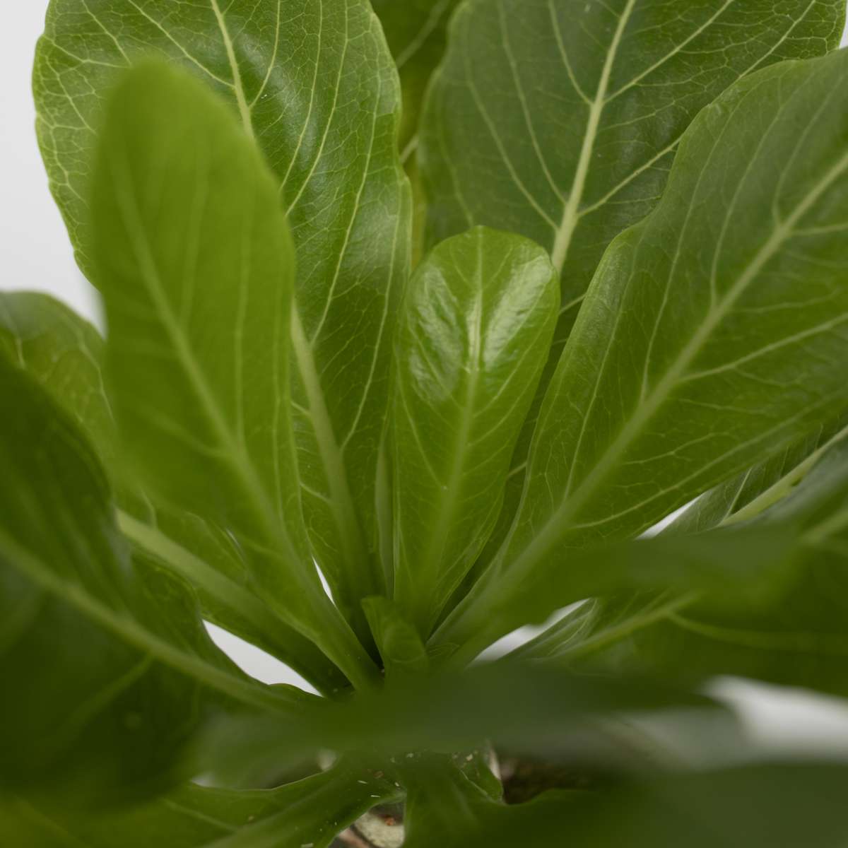 Palmier hawaian - Brighamia insignis - Înălțime 25-35cm - ⌀12cm