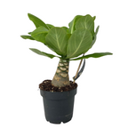 Palmier hawaian - Brighamia insignis - Înălțime 25-35cm - ⌀12cm