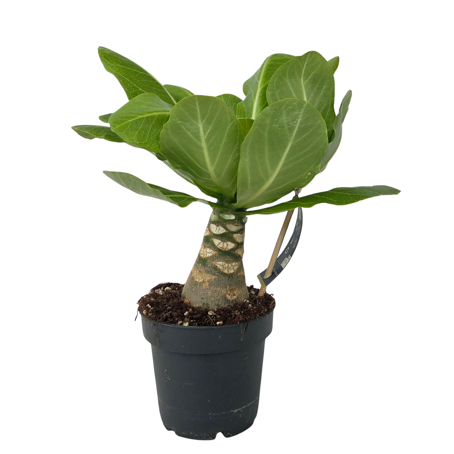 Palmier hawaian - Brighamia insignis - Înălțime 25-35cm - ⌀12cm