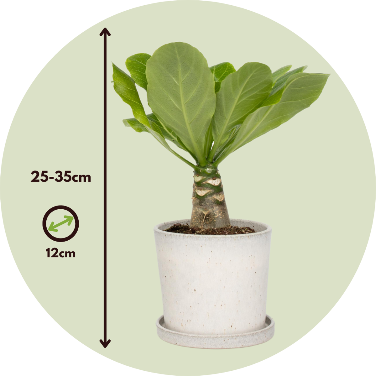 Palmier hawaian - Brighamia insignis - Înălțime 25-35cm - ⌀12cm