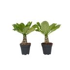 Palmier hawaiian - 2 buc - Brighamia 'Insignis' - Înălţime 25-35cm - ⌀12cm
