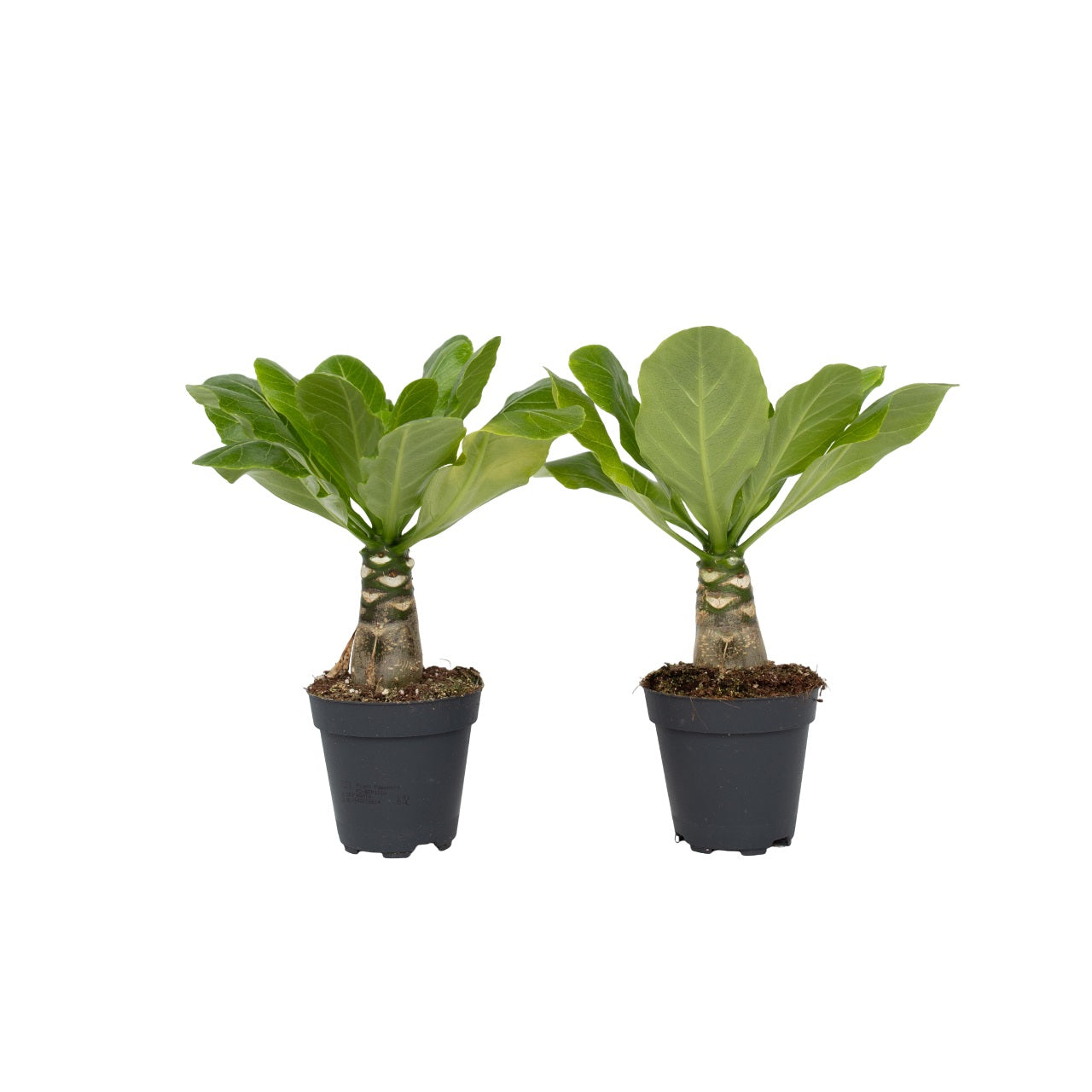 Palmier hawaiian - 2 buc - Brighamia 'Insignis' - Înălţime 25-35cm - ⌀12cm