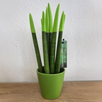 Sanseviera cilindrică - Sansevieria cylindrica - Înălţime 20-40cm - ⌀9cm