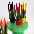Sanseviera cilindrică - 3 buc - Sansevieria cylindrica - Înălţime 20-40cm - ⌀9cm