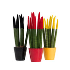 Sanseviera cilindrică - 3 buc - Sansevieria cylindrica - Înălţime 20-40cm - ⌀9cm