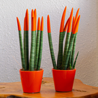Sanseviera cilindrică - 2 buc - Sansevieria cylindrica - Înălţime 20-40cm - ⌀9cm