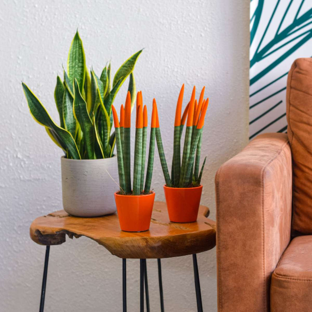 Sanseviera cilindrică - 2 buc - Sansevieria cylindrica - Înălţime 20-40cm - ⌀9cm
