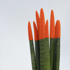 Sanseviera cilindrică - 2 buc - Sansevieria cylindrica - Înălţime 20-40cm - ⌀9cm