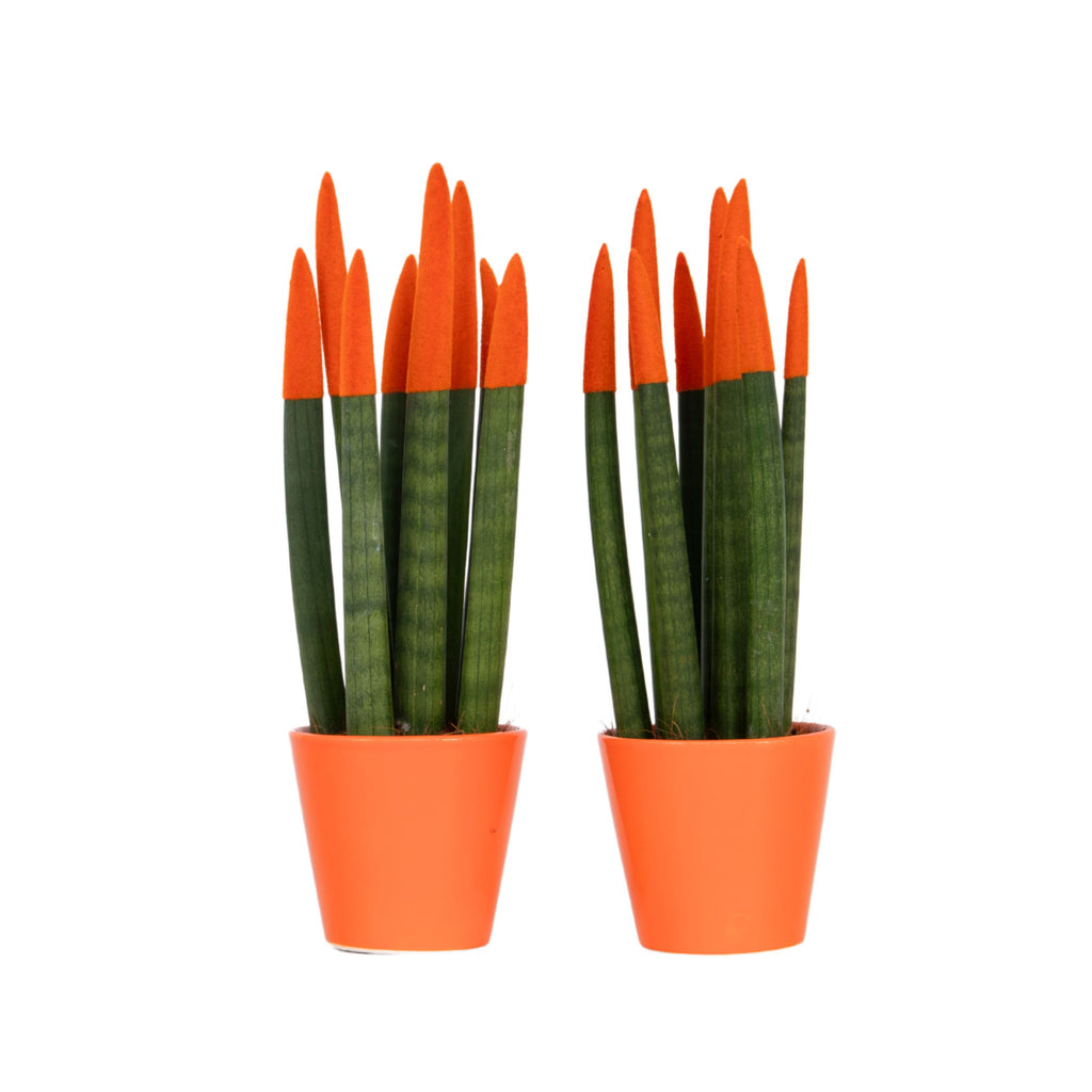 Sanseviera cilindrică - 2 buc - Sansevieria cylindrica - Înălţime 20-40cm - ⌀9cm