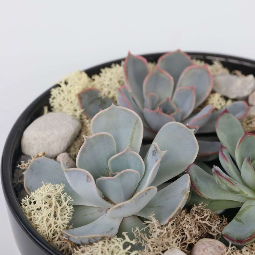Echeveria Garden Mix Negru - Echeveria lilacina - Înălţime 8cm