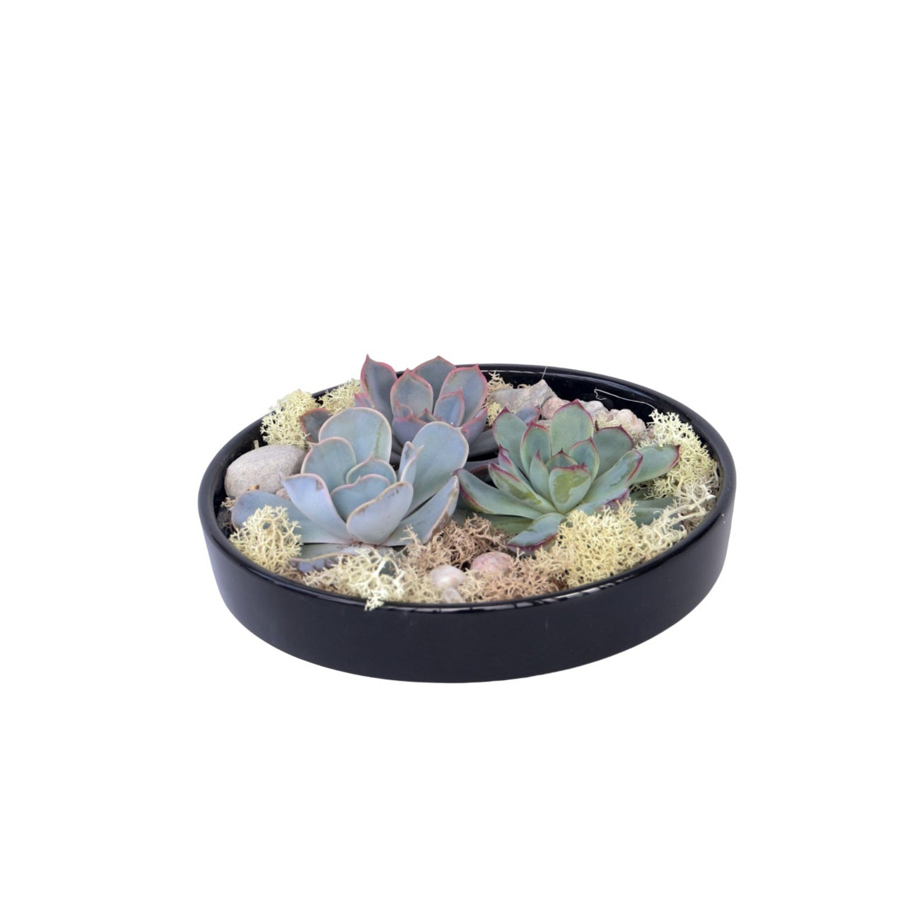 Echeveria Garden Mix Negru - Echeveria lilacina - Înălţime 8cm