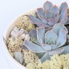 Echeveria Garden Mix Alb - Echeveria lilacina - Înălţime 8cm