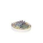 Echeveria Garden Mix Alb - Echeveria lilacina - Înălţime 8cm