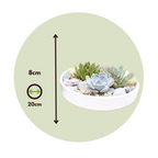 Echeveria Garden Mix Alb - Echeveria lilacina - Înălţime 8cm