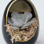 Echeveria în ou decorativ - 2 buc - Echeveria lilacina - Înălţime 12cm