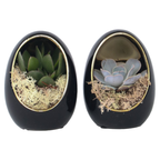 Echeveria în ou decorativ - 2 buc - Echeveria lilacina - Înălţime 12cm