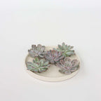 Echeveria DIY Inel de metal negru - 5 buc - Echeveria lilacina - Înălţime 7cm