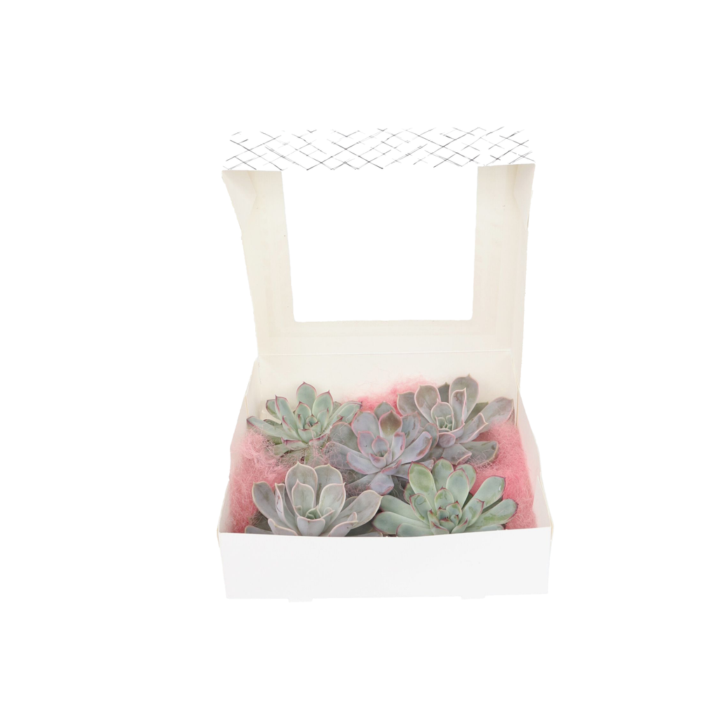 Echeveria DIY Inel de metal negru - 5 buc - Echeveria lilacina - Înălţime 7cm