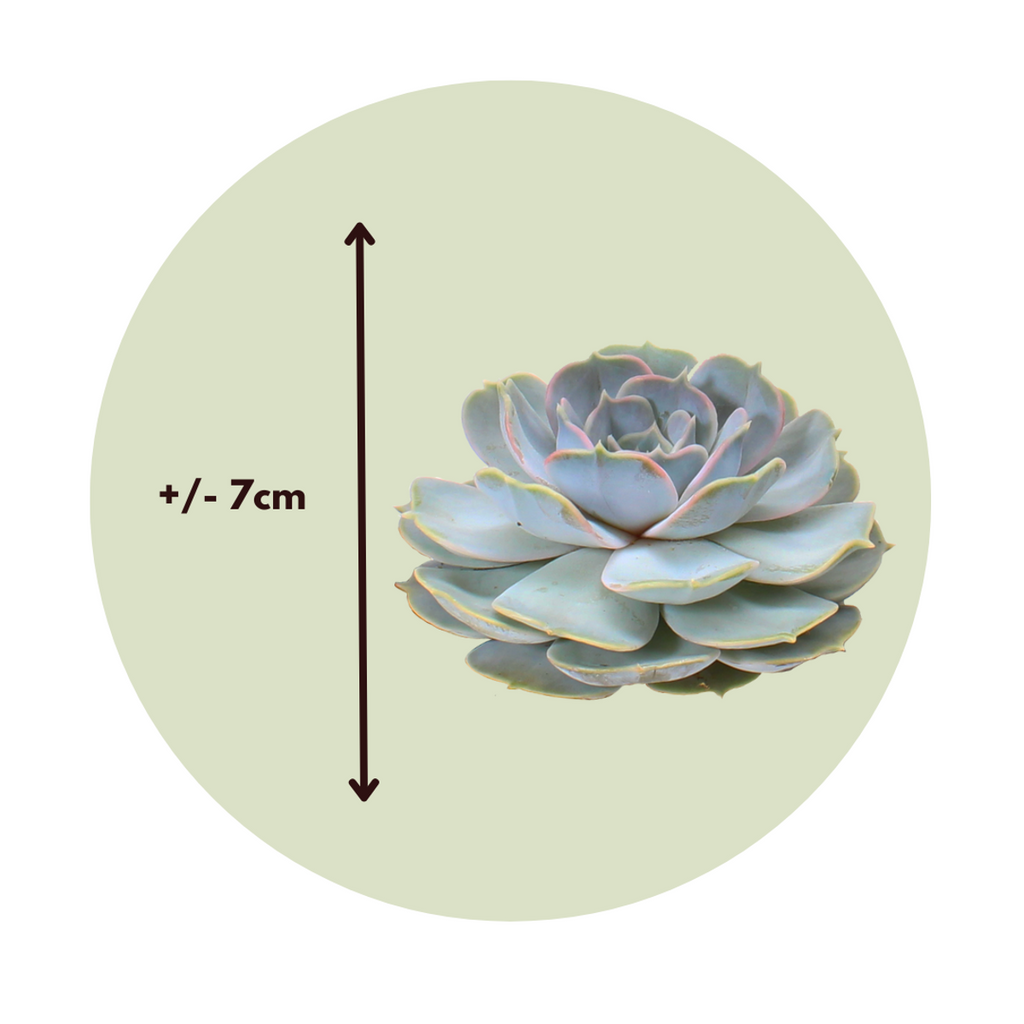 Echeveria DIY Inel de metal negru - 5 buc - Echeveria lilacina - Înălţime 7cm