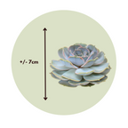 Echeveria DIY Inel de metal negru - 5 buc - Echeveria lilacina - Înălţime 7cm