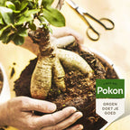 Hrana lichida pentru plante Pokon - Bonsai - 250ml