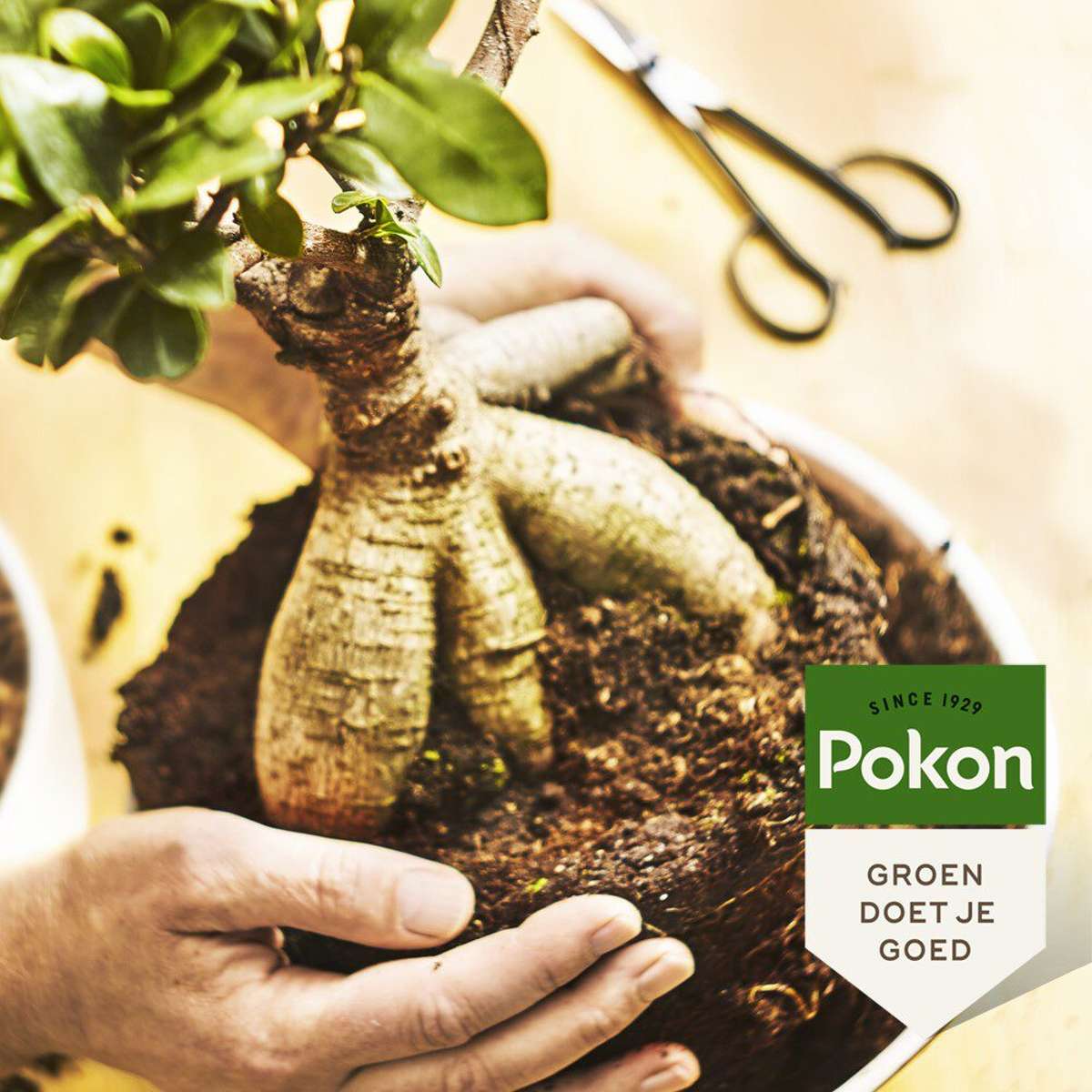 Hrana lichida pentru plante Pokon - Bonsai - 250ml