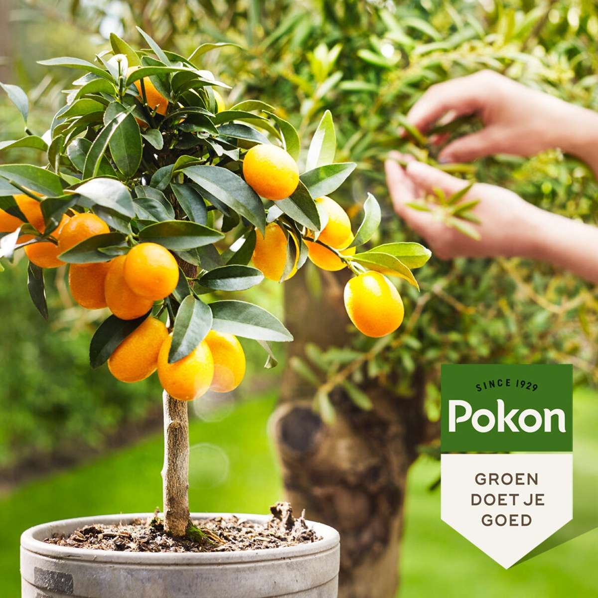 Pokon - îngrășământ lichid pentru plante mediteraneene - 500ml