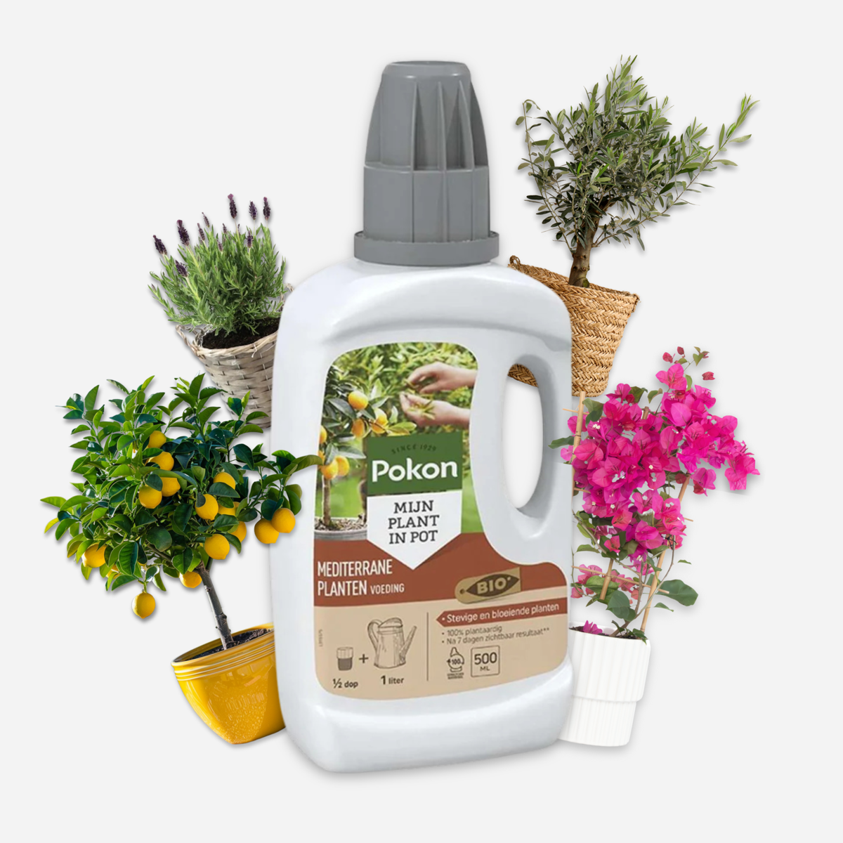 Pokon - îngrășământ lichid pentru plante mediteraneene - 500ml