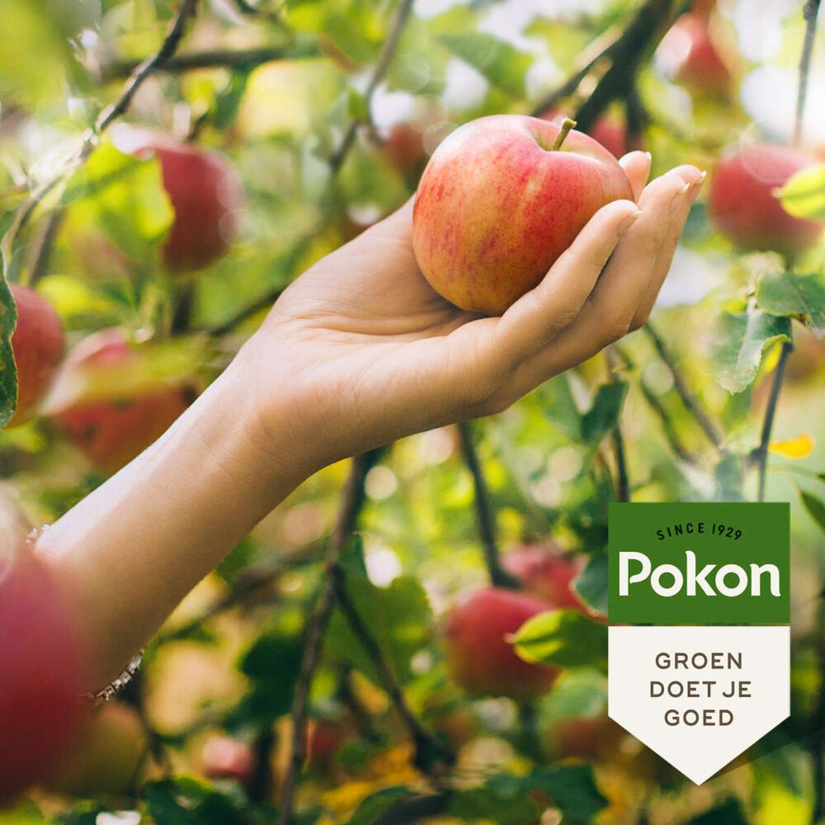 Îngrășământ Pokon Bio pentru pomi fructiferi - 1kg
