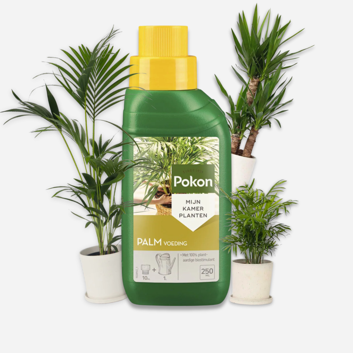 Hrana lichida pentru plante Pokon - palmieri - 250ml