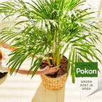 Hrana lichida pentru plante Pokon - palmieri - 250ml