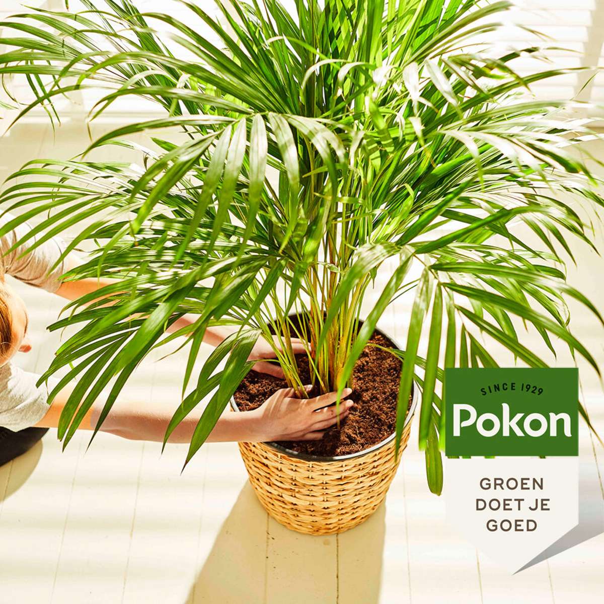 Hrana lichida pentru plante Pokon - palmieri - 250ml