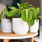Pokon hrană lichidă universală pentru plante - 500 ml