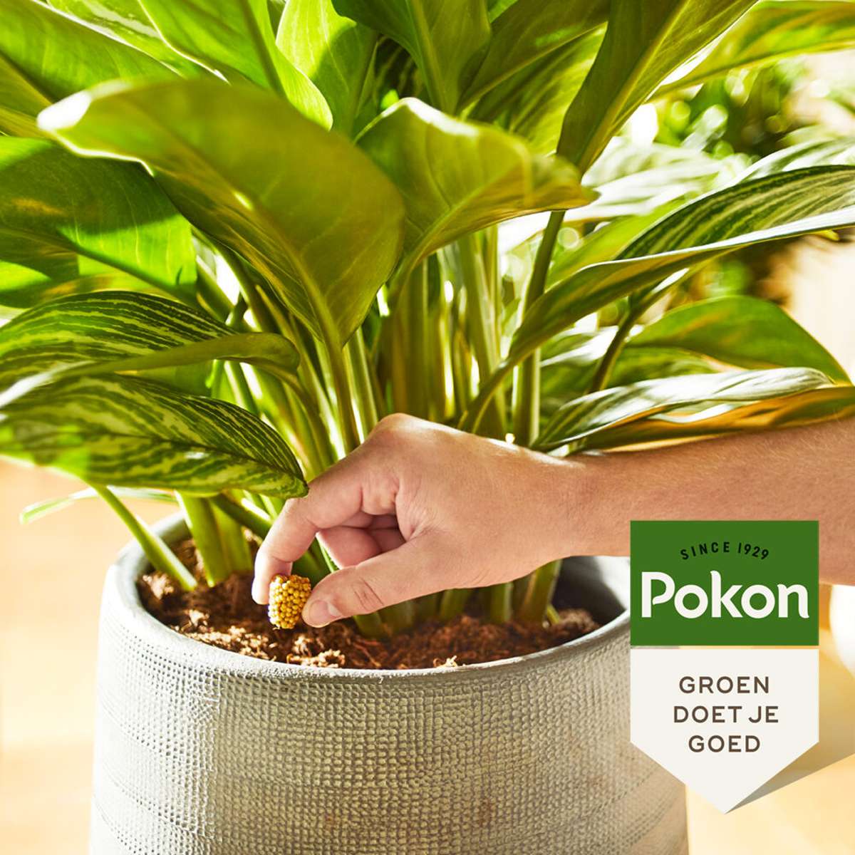 Pokon conuri alimentare plante de apartament - 10 bucăți