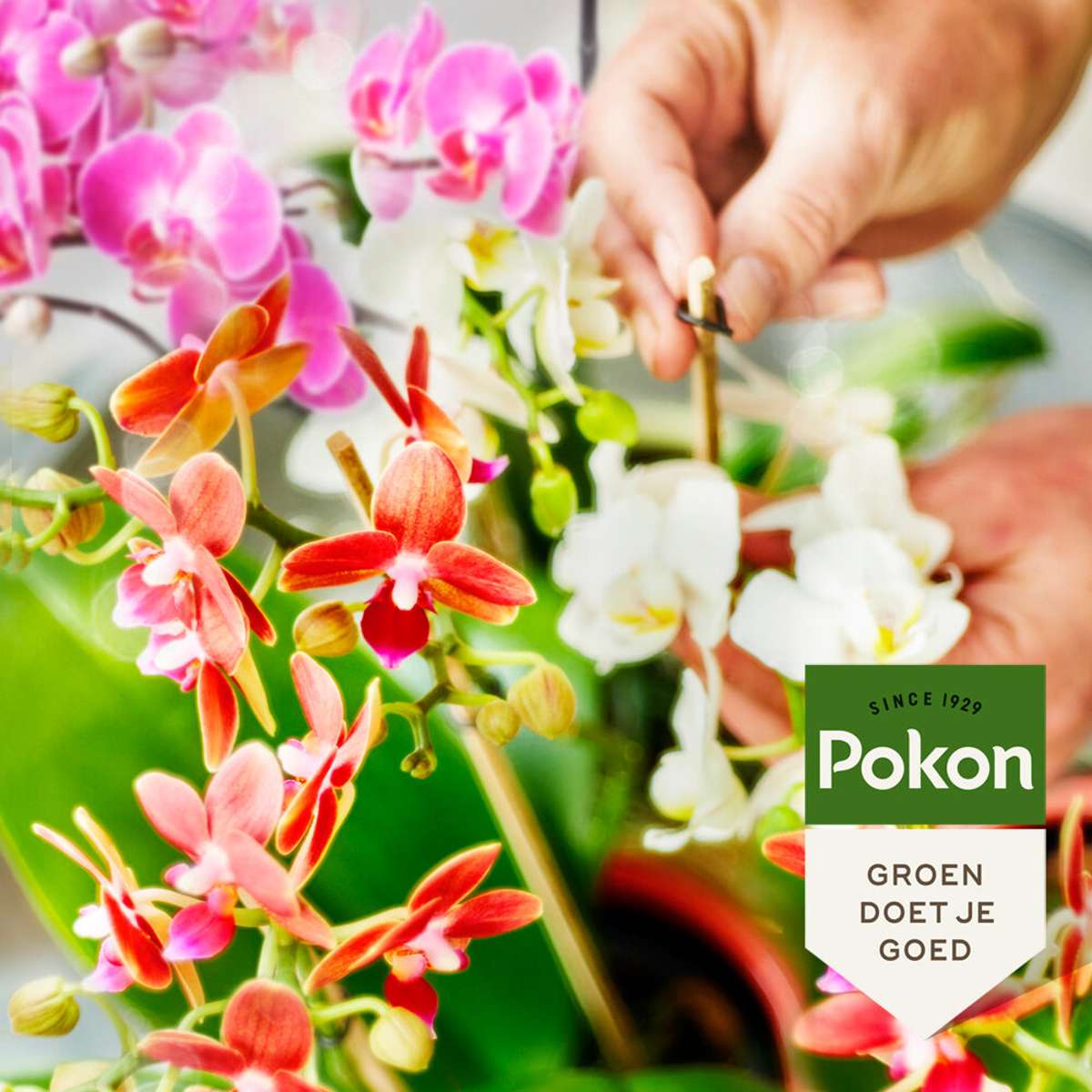 Hrana lichida pentru plante Pokon - Orhidee - 250ml